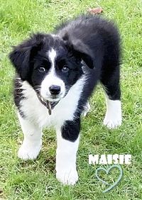 Welpi Maisie