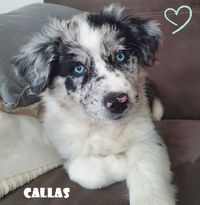 Welpis Callas